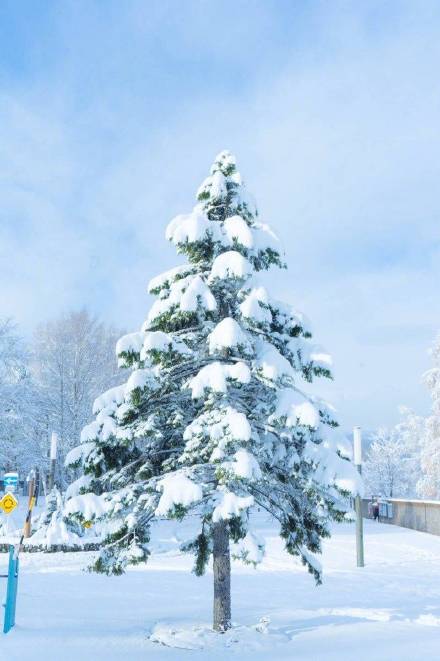 北海道大学雪景雪景图片唯美藏不住的喜欢理直气壮就好 呱呱软件
