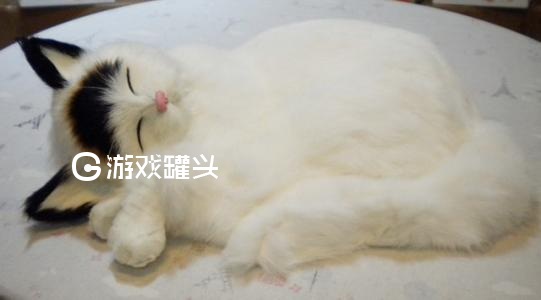 猫咪社区最新版