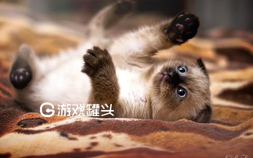猫咪社区app官方版