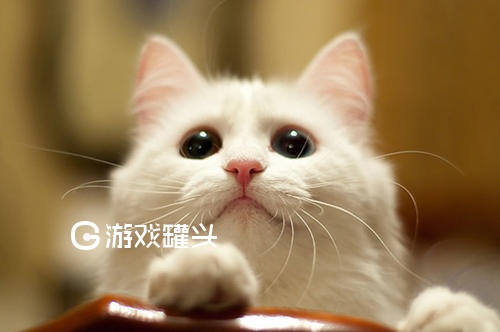 猫咪社区app官方版