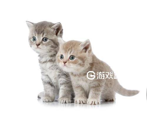 猫咪社区app官网版
