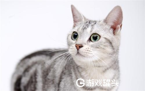 猫咪社区app官网版